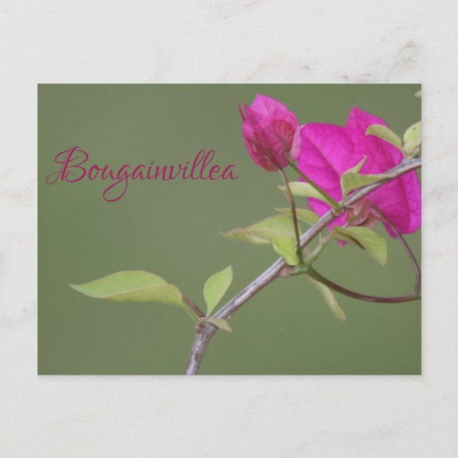Postal Bougainvillea Rosa Elegante Australiano (Anverso)