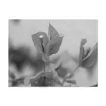 Bougainvillea Vine florece en blanco y negro