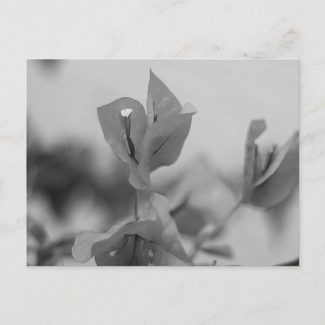 Postal Bougainvillea Vine florece en blanco y negro (Anverso)