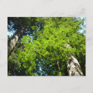 Postal Boughes de secuoya en el Parque Nacional Redwood