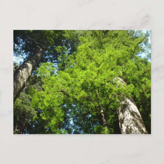 Postal Boughes de secuoya en el Parque Nacional Redwood (Anverso)