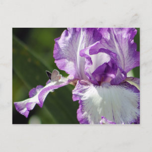 Postal Bountiful Butterfly Iris Photography