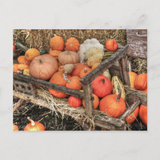 Postal Bounty Pumpkins