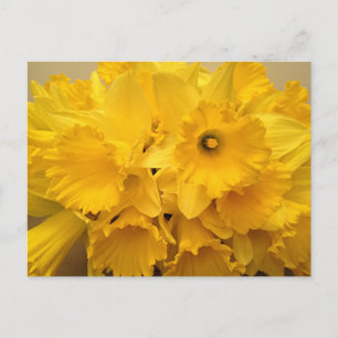 Postal Bouquet de Daffodils