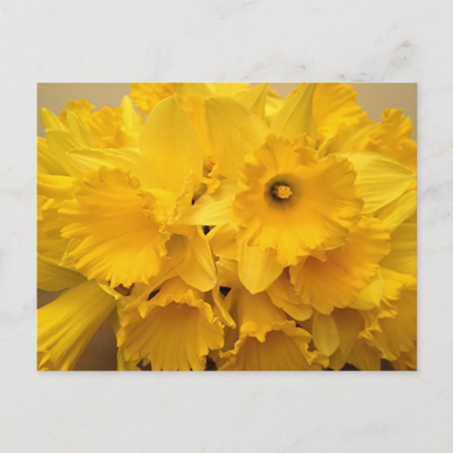 Postal Bouquet de Daffodils (Anverso)