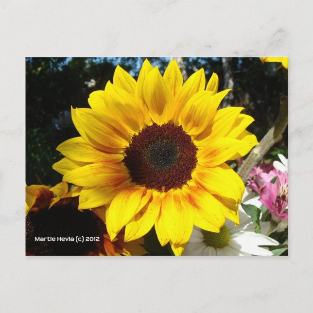 Postal Bouquet de girasol y amigos - Postcard (Anverso)