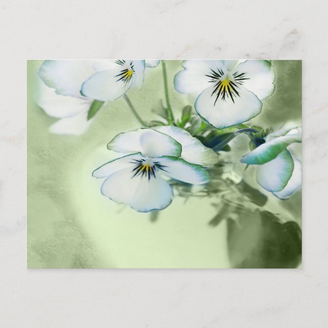 Postal Bouquet de Pansies Blancos sobre fondo verde (Anverso)