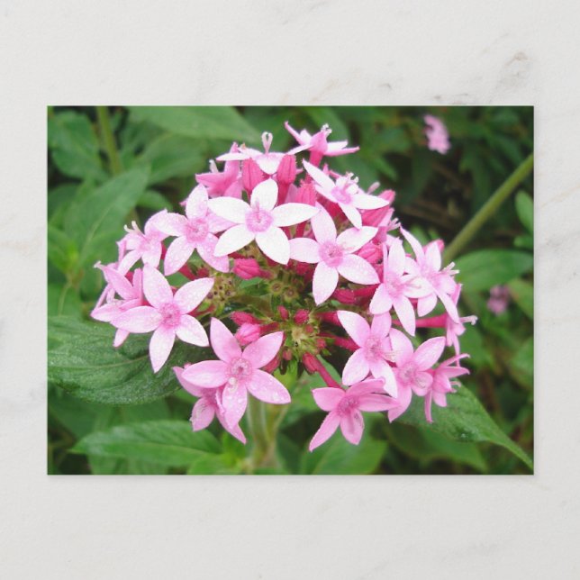 Postal Bouquet rosa (Anverso)