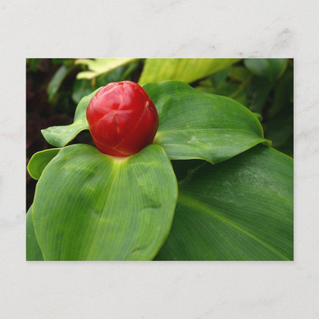 Postal Bouton Rouge - Martinica, FWI (Anverso)