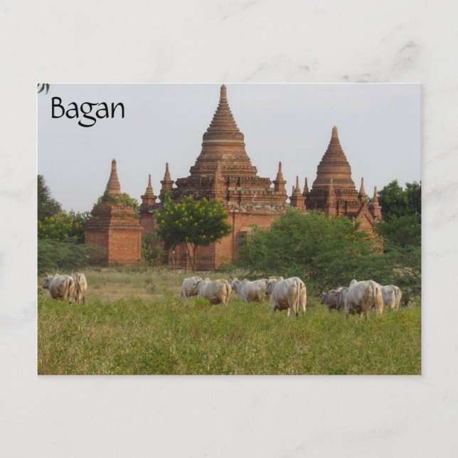 Postal bovino del templo de bagan (Anverso)