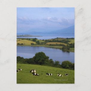 Postal Bovino Holstein-Fresian, Bantry Bay, Co Cork,