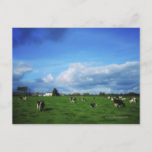 Postal Bovino Holstein-Friesian cerca de Thurles, Co