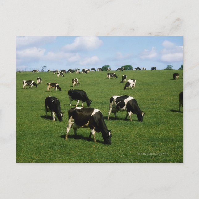 Postal Bovino Holstein-Friesian, Irlanda (Anverso)
