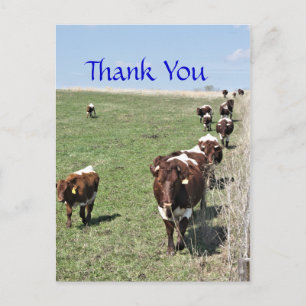 Postal Bovino Pinzgauer 8371 Postcard-personalizar