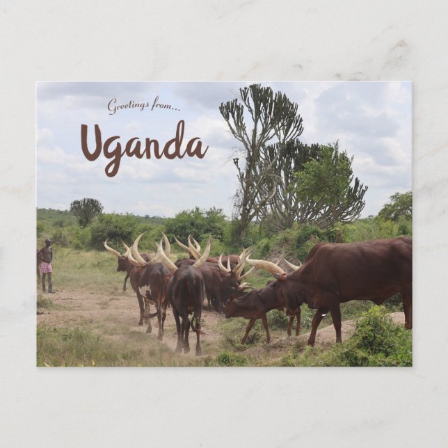 Postal Bovinos de Uganda (Anverso)