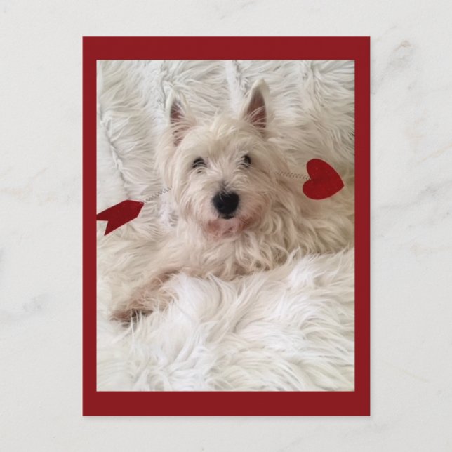 Postal Bow Westie de Cupido (Anverso)