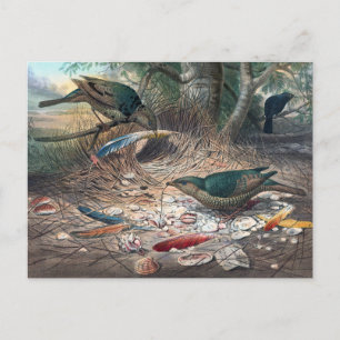Postal Bower-Bird satinada por Joseph Wolf