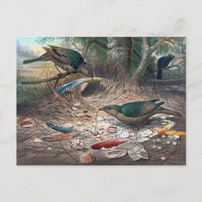 Postal Bower-Bird satinada por Joseph Wolf (Anverso)