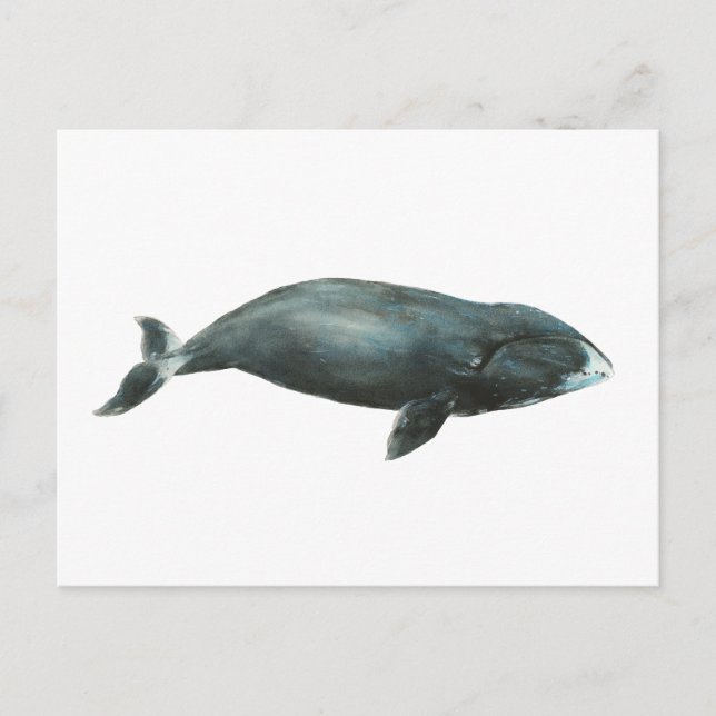 Postal Bowhead Whale Watercolor illustration (Anverso)