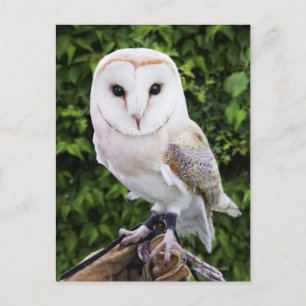 Postal Bowl de granero (Tyto Alba) sobre guante