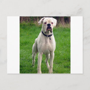 Postal Boxeador blanco lleno