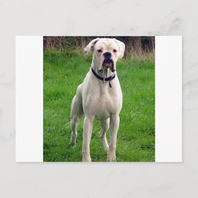 Postal Boxeador blanco lleno (Anverso)