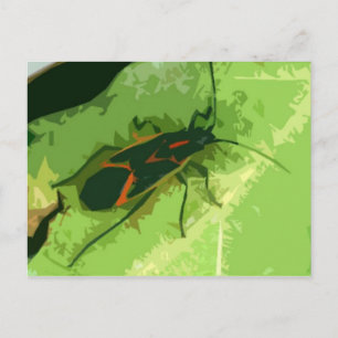 Postal Boxelder Bug