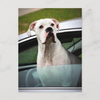 Postal Boxer blanco en un auto