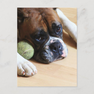 Postal Boxer Dog