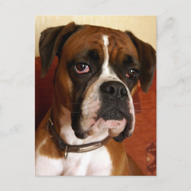 Postal Boxer Dog (Anverso)