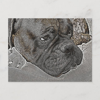 Postal Boxer Dog