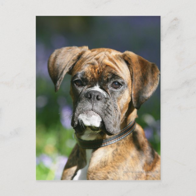 Postal Boxer Dog Headshot (Anverso)