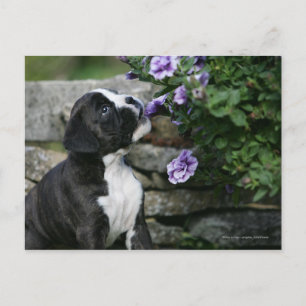 Postal Boxer Dog Panting