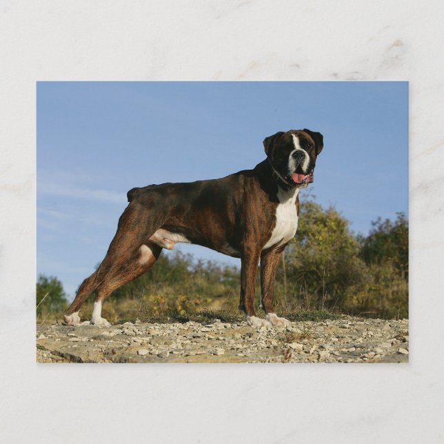 Postal Boxer Dog Show Stance (Anverso)