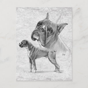 Postal Boxer Dogs