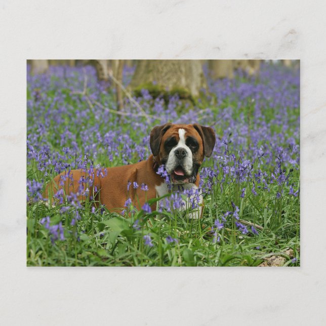 Postal Boxer en Bluebells (Anverso)