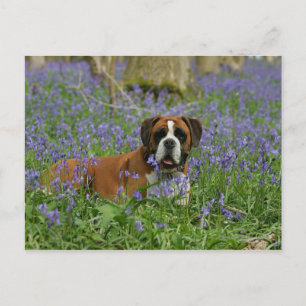 Postal Boxer en Bluebells
