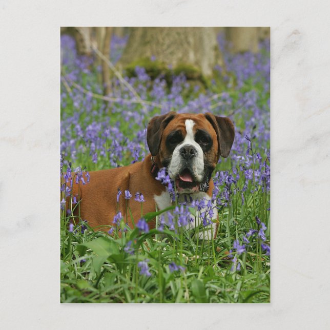 Postal Boxer en Bluebells (Anverso)