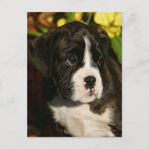 Postal Boxer Puppies