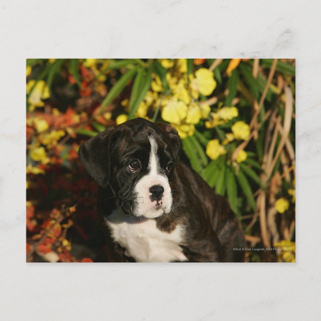 Postal Boxer Puppies (Anverso)