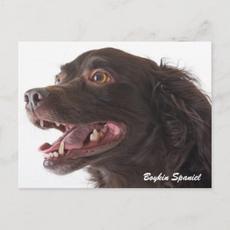Postal Boykin Spaniel Photo Post Card