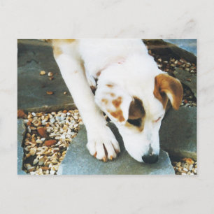 Postal BQ- Cute Husky Mix Dote Postcard