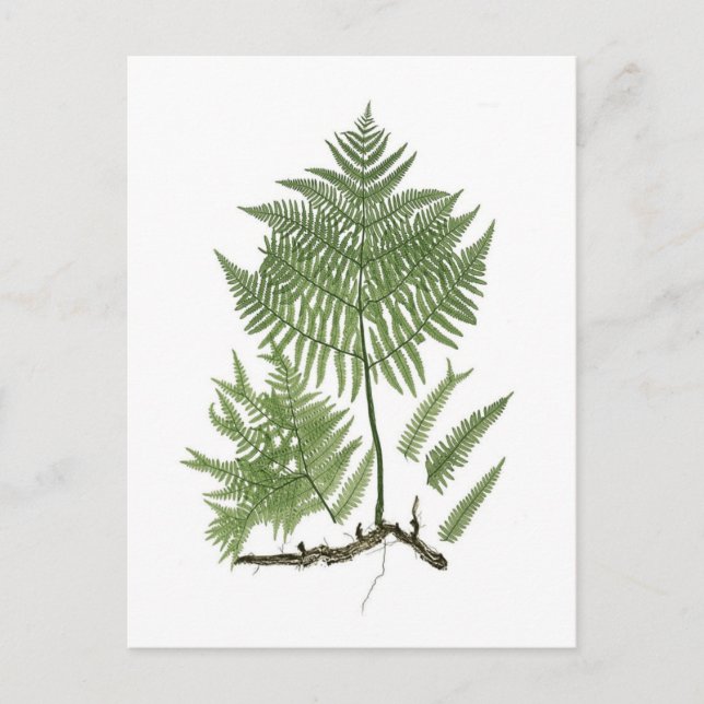 Postal Bracken (Anverso)