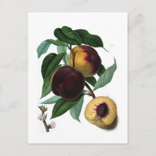Postal Braddick's American Peach