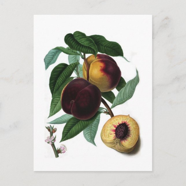Postal Braddick's American Peach (Anverso)
