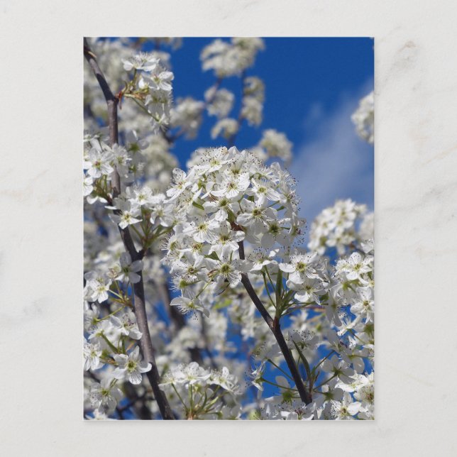 Postal Bradford Pear Blooms (Anverso)