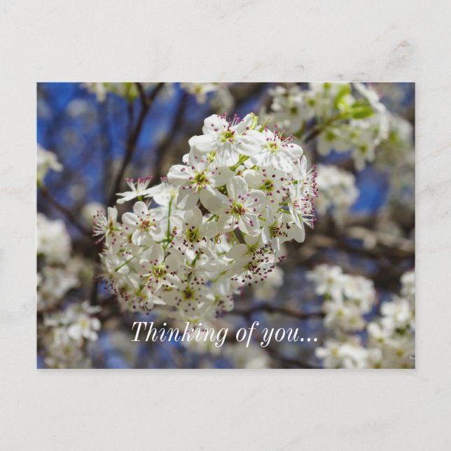 Postal Bradford Pear Blooms Pensando En Tu Postcard (Anverso)