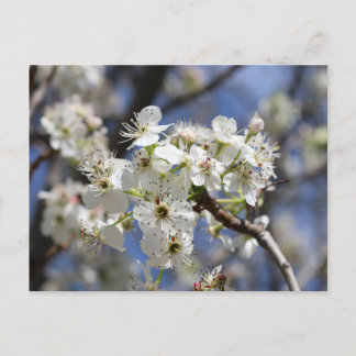 POSTAL BRADFORD PEAR BLOSSOMS