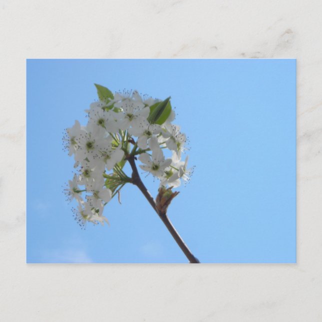 Postal Bradford Pear Tree (Anverso)