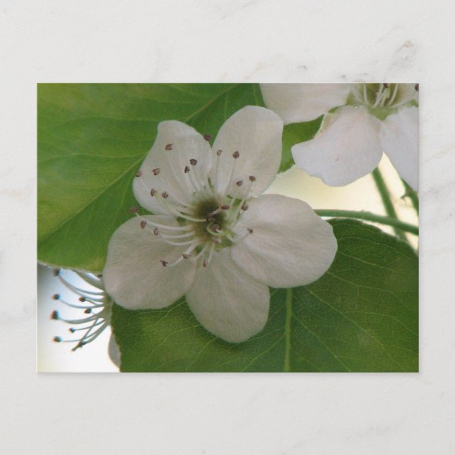 Postal Bradford Pear Tree Bloom (Anverso)